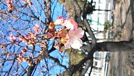 しほり〜ちゃんの2017/2/6 (月) 13:49のブログ