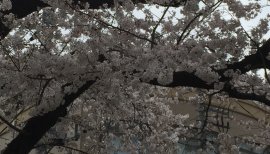 ナースめぐちゃんの2016/4/1 (金) 17:52のブログ