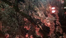 はるってぃちゃんの2016/4/9 (土) 19:29のブログ