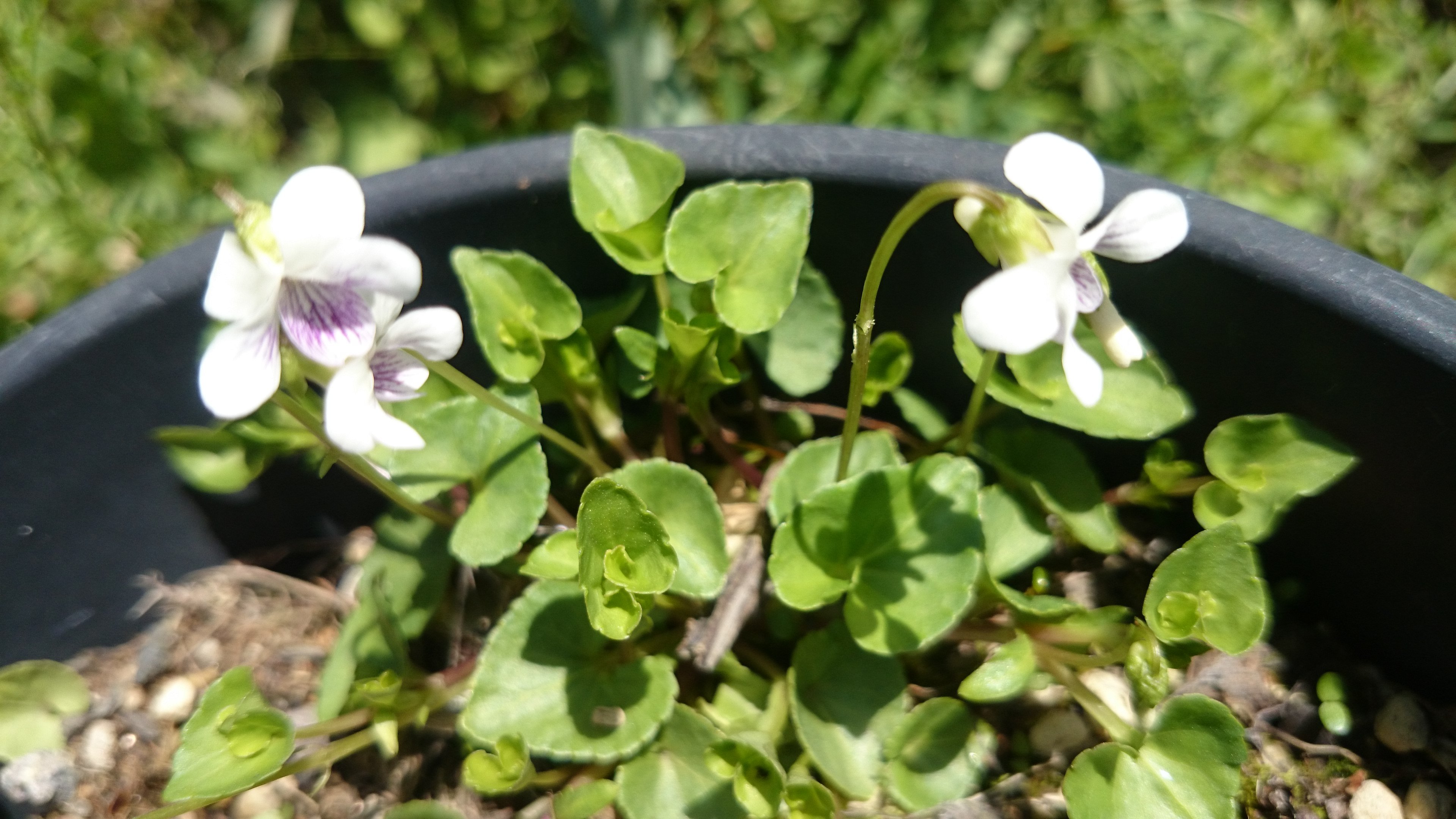 お届けものですっ！(pω`q)