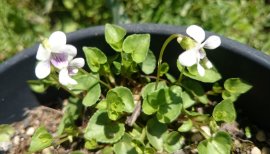 依梨亜ちゃんの2017/4/13 (木) 20:46のブログ