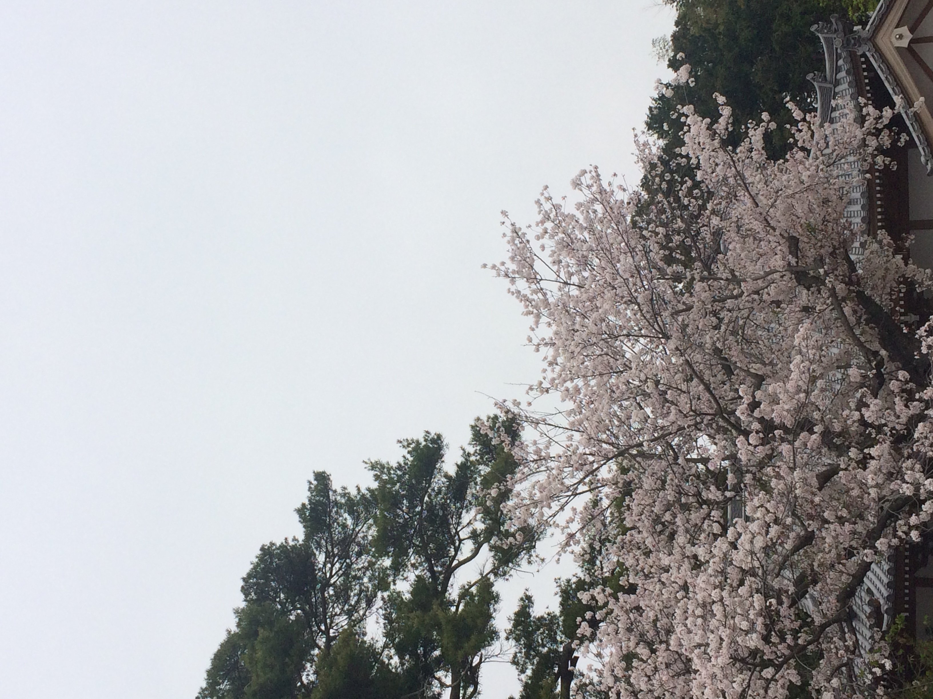 疲れてたのか(´･_･`)