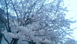 なーなみちゃんの2016/3/30 (水) 18:39のブログ