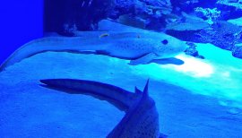 なーなみちゃんの2016/4/19 (火) 11:34のブログ