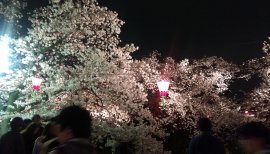 そら0v0ちゃんの2016/4/2 (土) 22:00のブログ