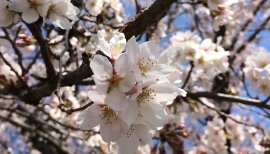 杏蜜ちゃんの2016/3/31 (木) 10:48のブログ