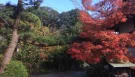 杏蜜ちゃんの2016/11/15 (火) 06:25のブログ