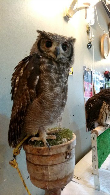 ふくろうカフェ♪