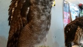 みお(*´-ちゃんの2016/10/29 (土) 17:10のブログ