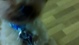 ＊あおい＊Aちゃんの2016/5/17 (火) 17:58のブログ