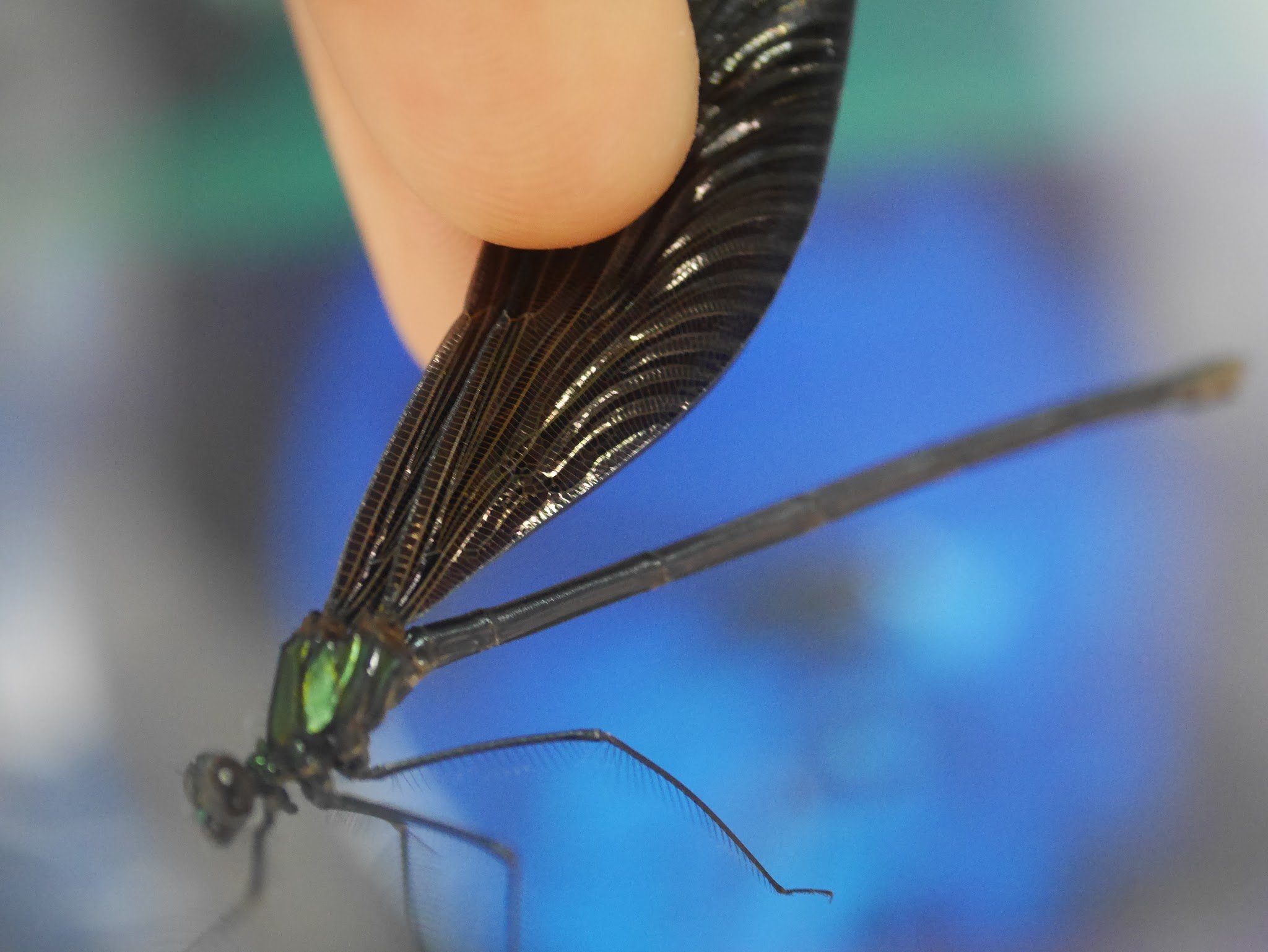 ちょいと寄り道