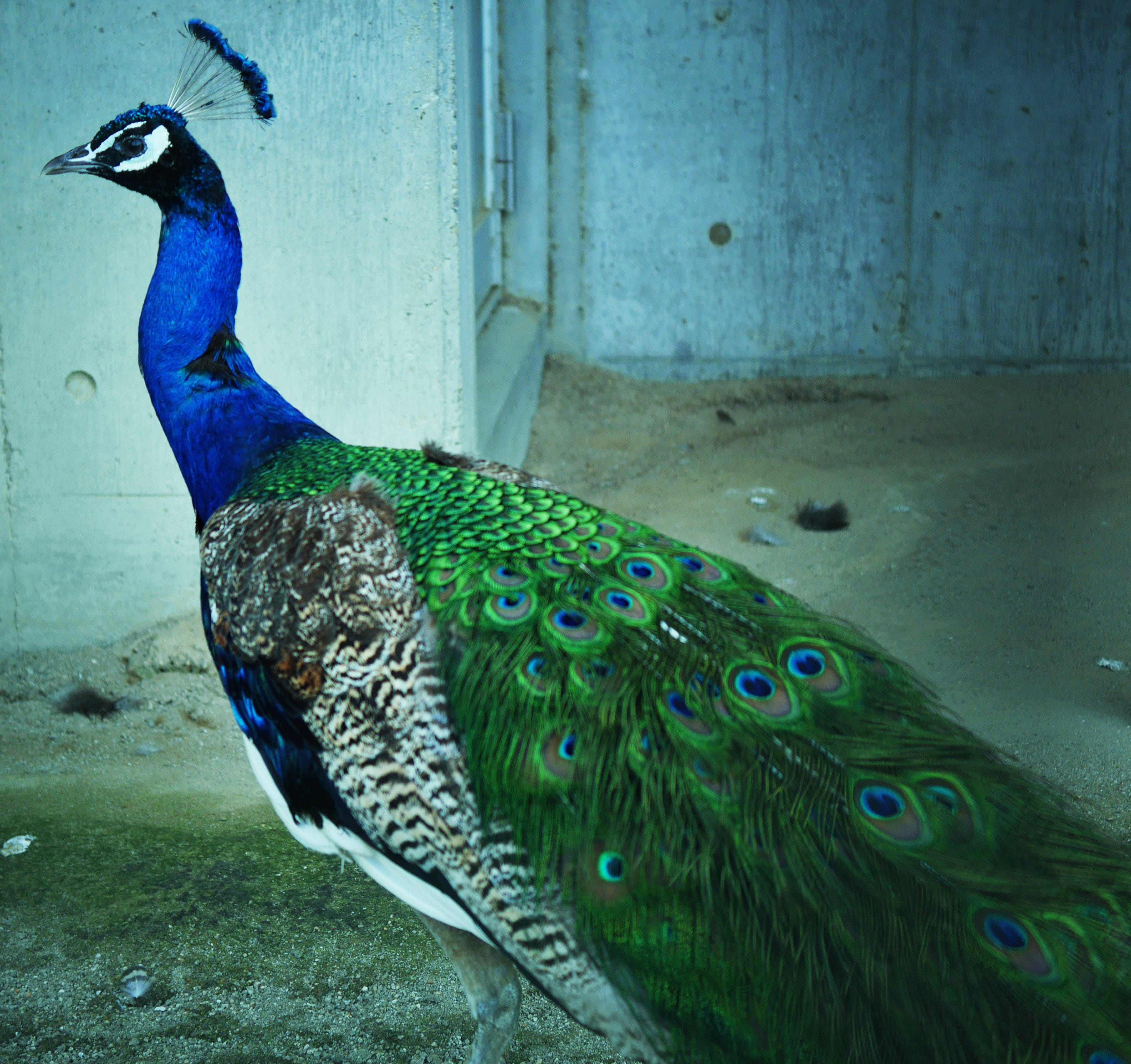 なぜお前がそこにいる