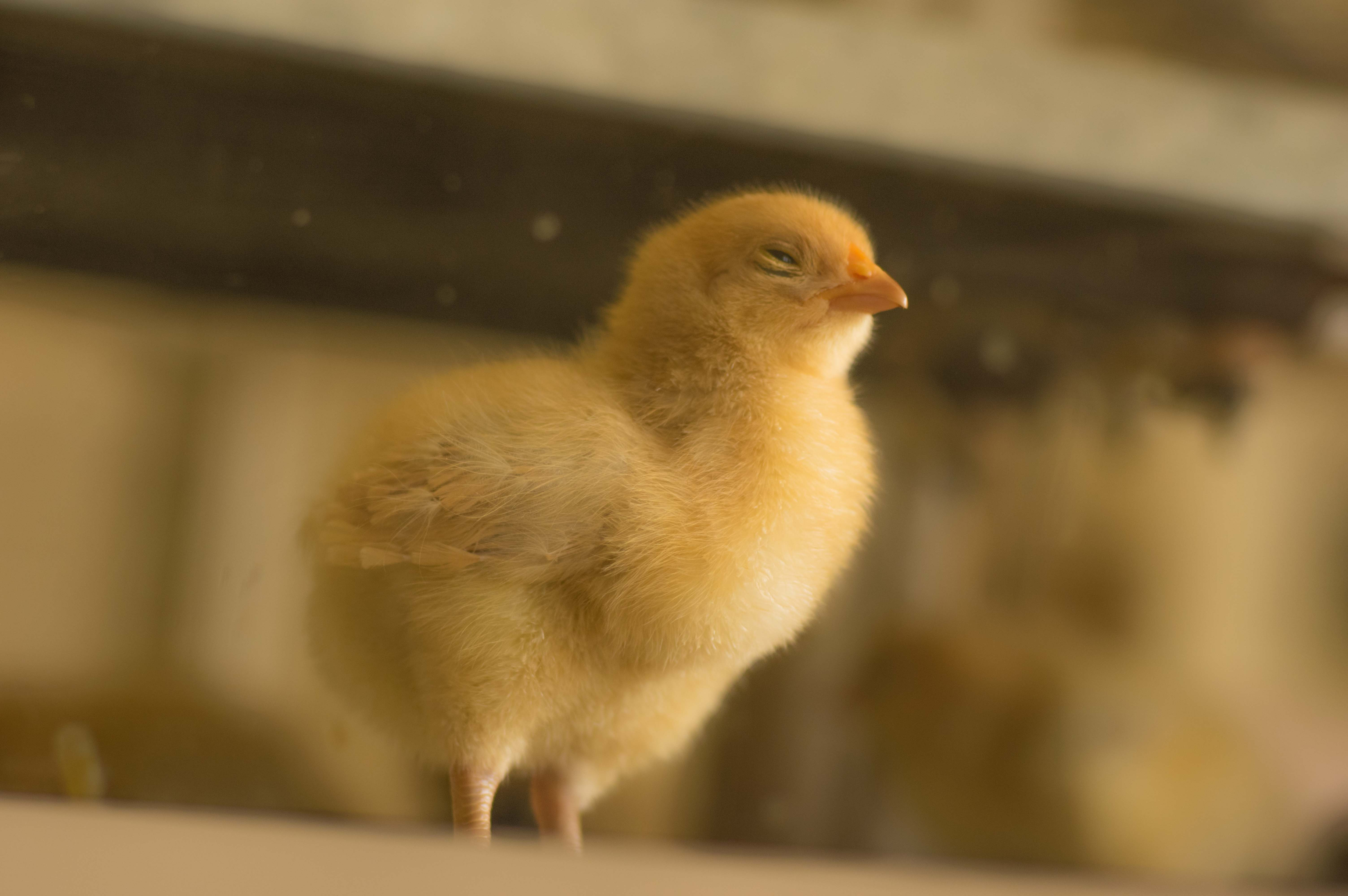 お宮参りの記念写真
