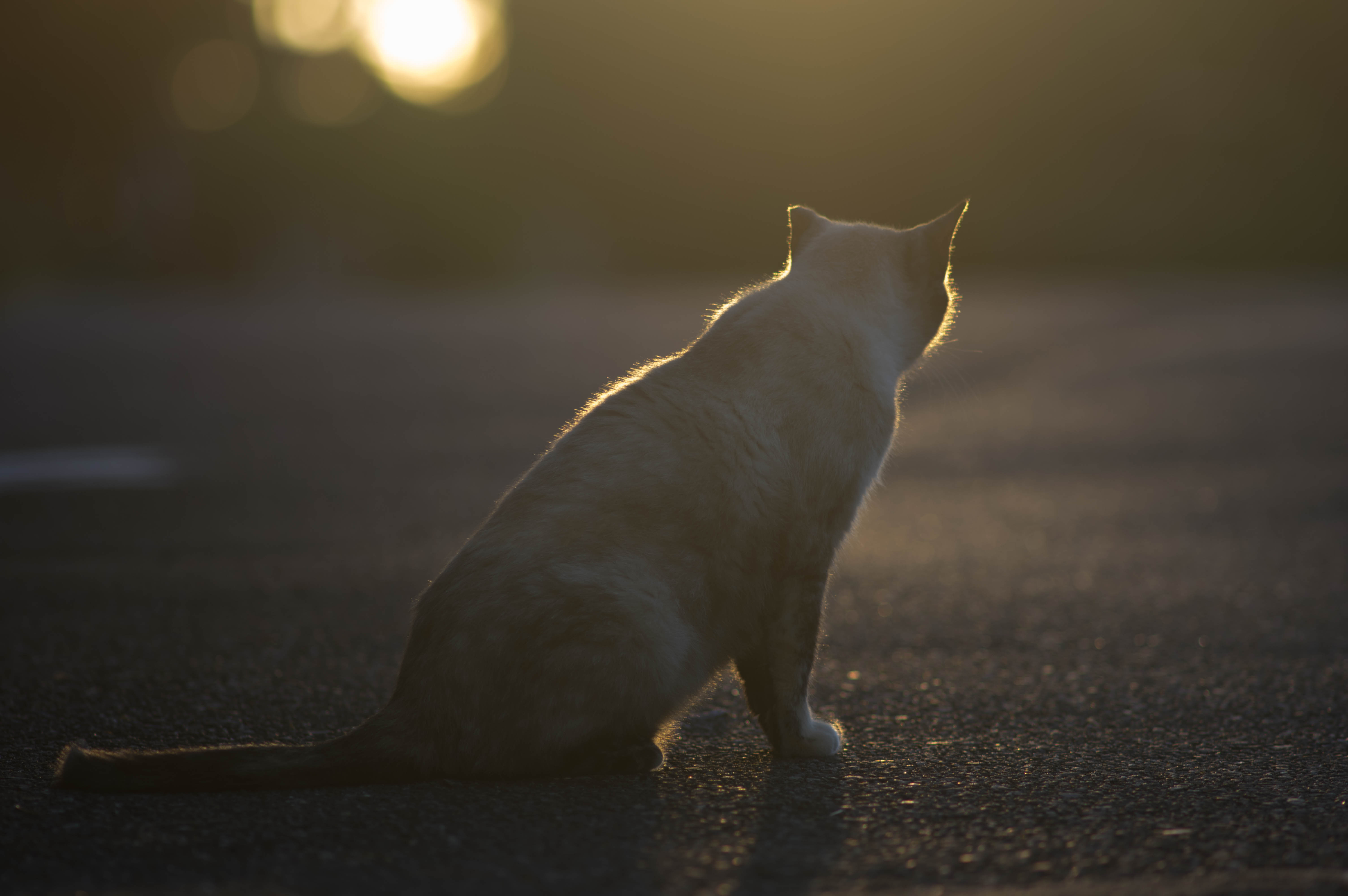 逃げるか逃げないか