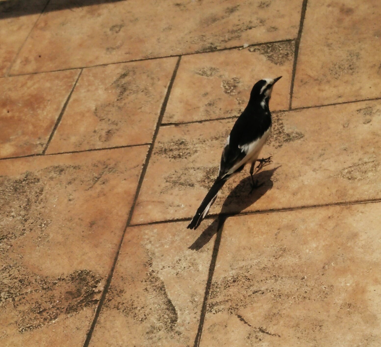 スタイリッシュな鳥