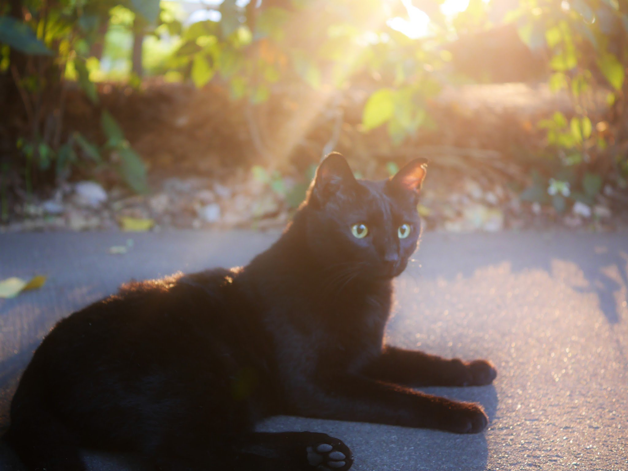 都心の公園にて、行く手を阻むもの…それは