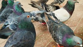 鳩はよく見るとギョロ目