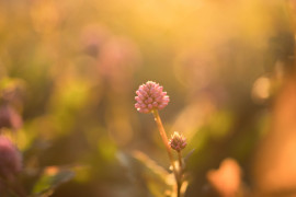 Namuちゃんの2018/10/29 (月) 09:03のブログ