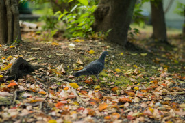 Namuちゃんの2019/5/5 (日) 08:28のブログ
