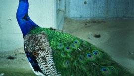 なぜお前がそこにいる