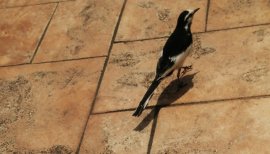 スタイリッシュな鳥