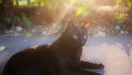 都心の公園にて、行く手を阻むもの…それは