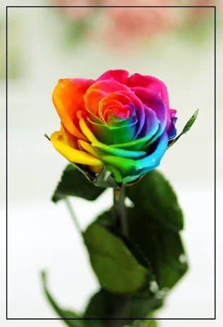 こんばんは(*^ω^*)