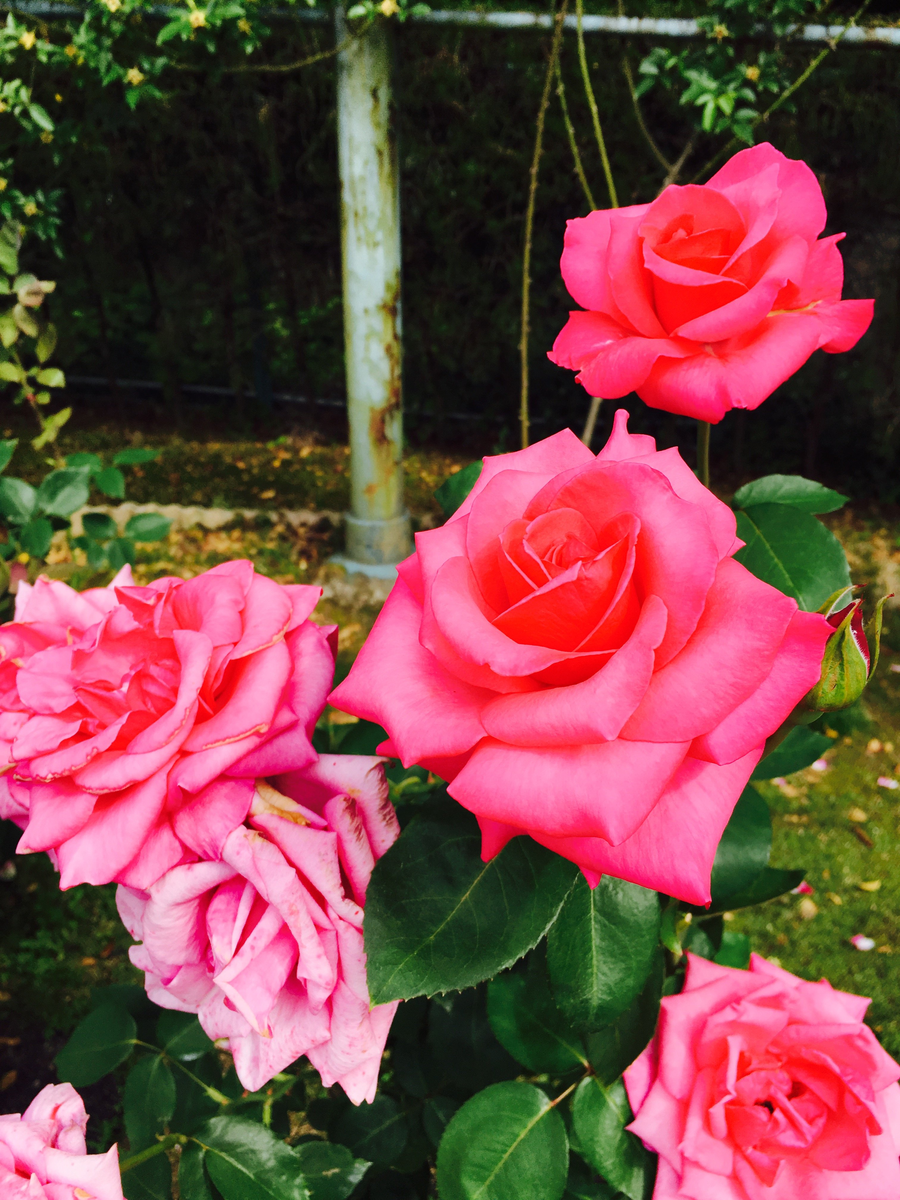 薔薇園に行ってきたよ🌹