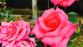 ♡ゆい♡ちゃんの2016/5/26 (木) 22:38のブログ