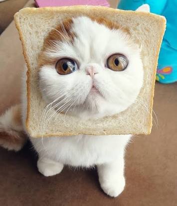 あんぱんちО'̑〇̮'̑О