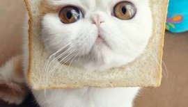 ちさのちゃんの2016/8/9 (火) 23:04のブログ