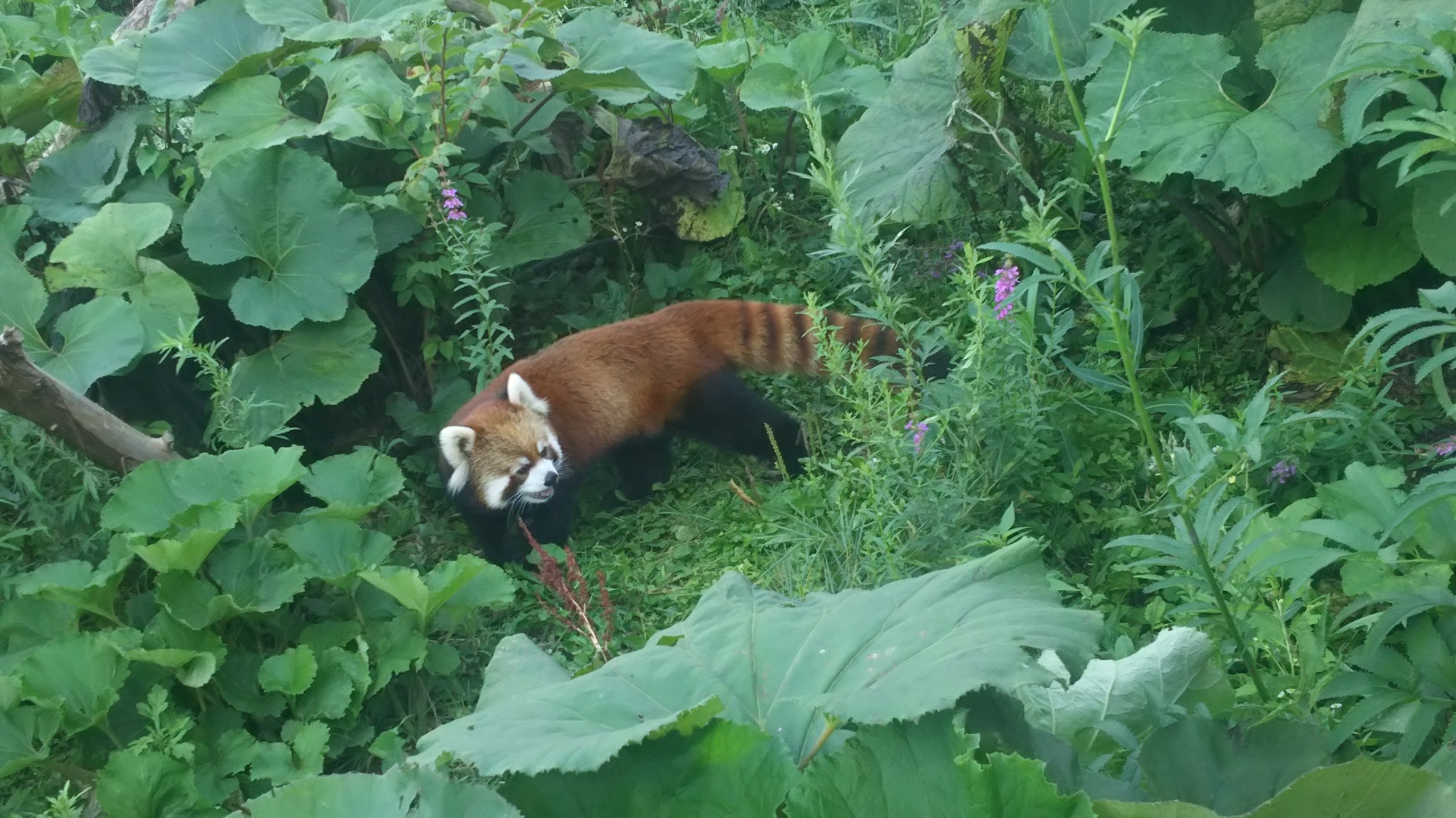 今日和(*´ω｀*)