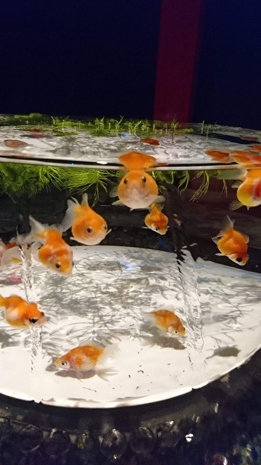 ちよ○ちゃんの2018/8/29 (水) 22:51のブログ