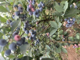 えみちちゃんの2022/7/21 (木) 21:51のブログ