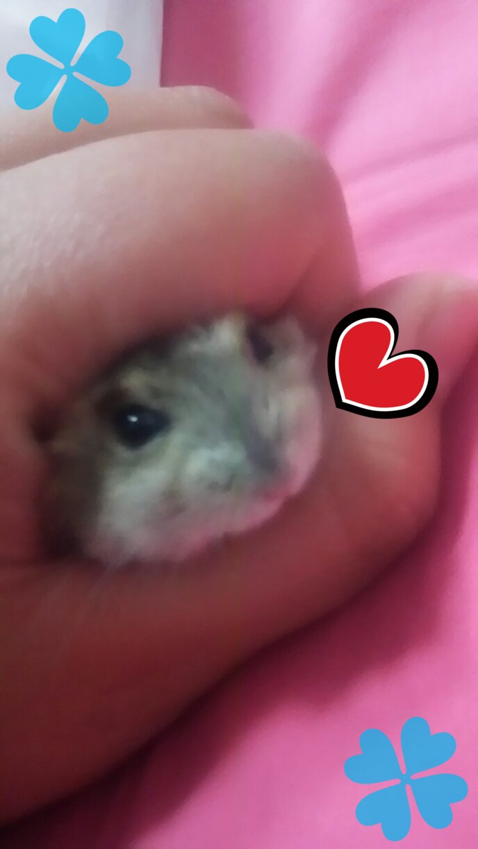 私の家族（ジャンハム）です(^▽^)/