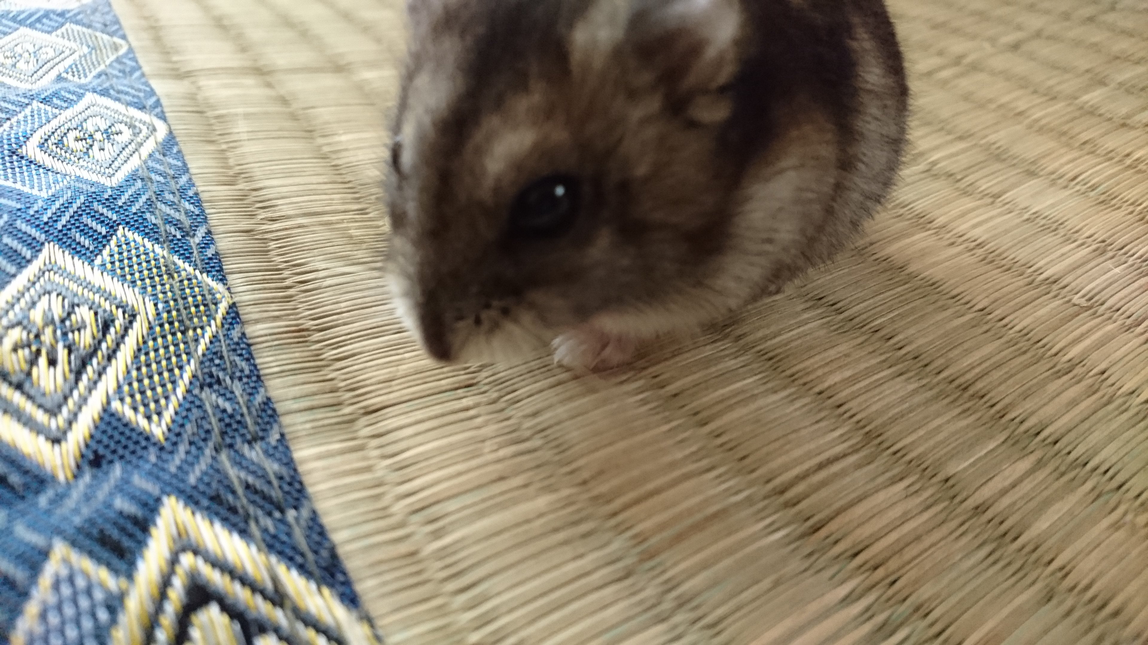 ペットです！！