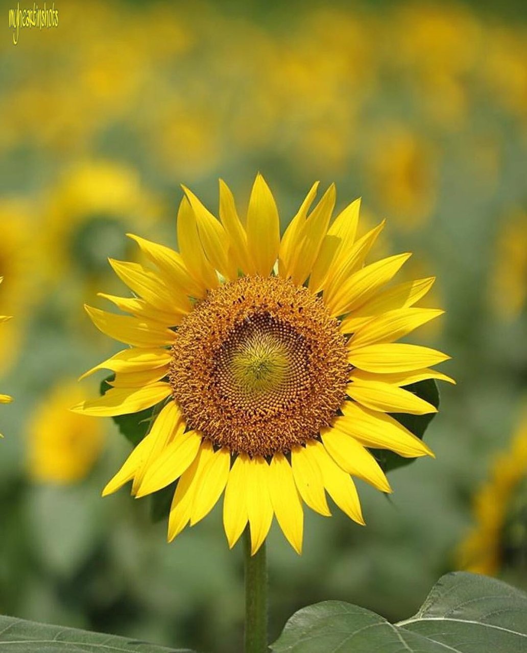 おはようございます(*^_^*)