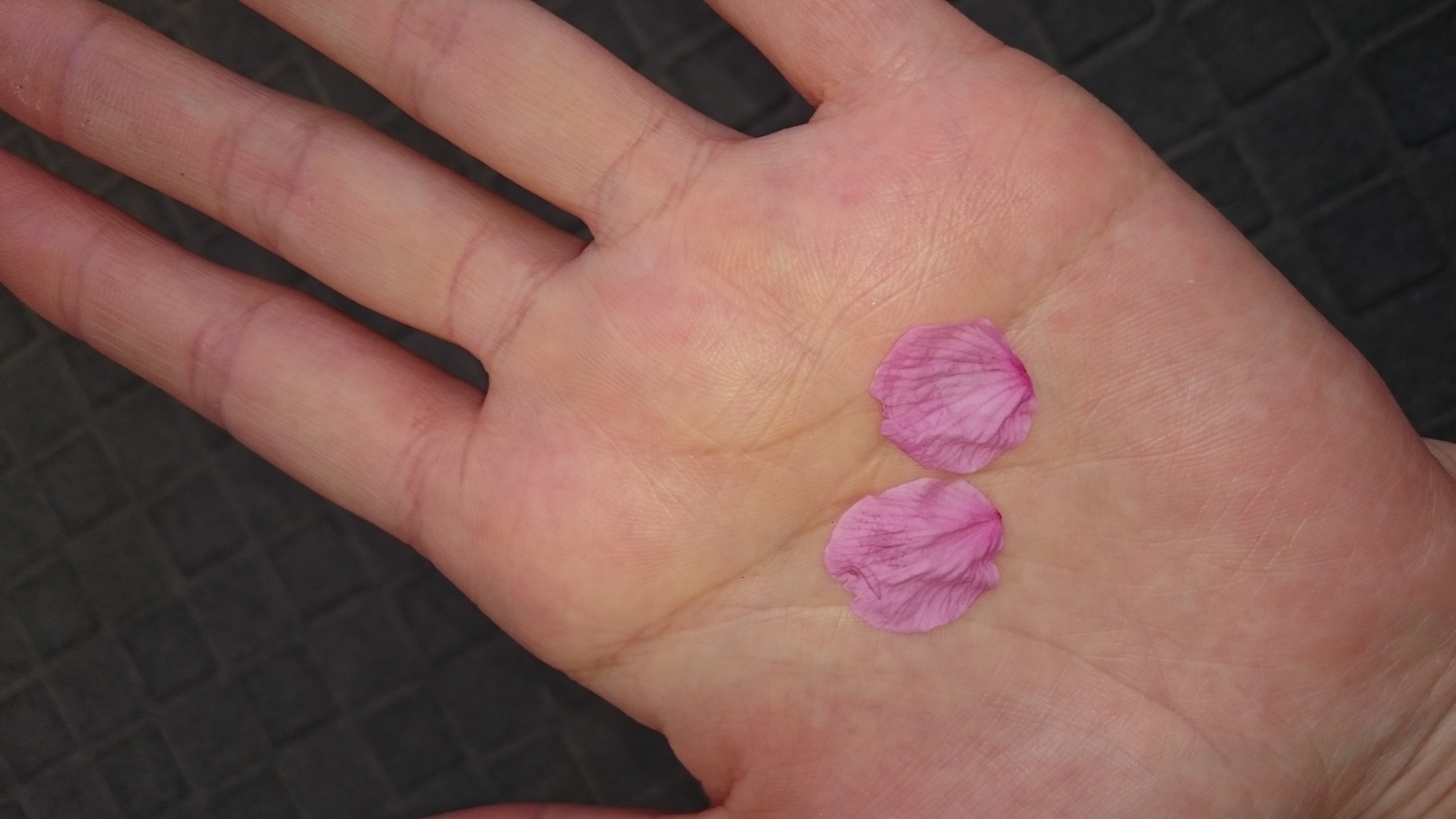 こんにちは〜(ノ´∀｀*)