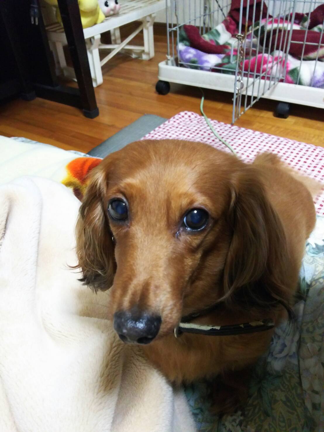 実家のわんちゃん♪