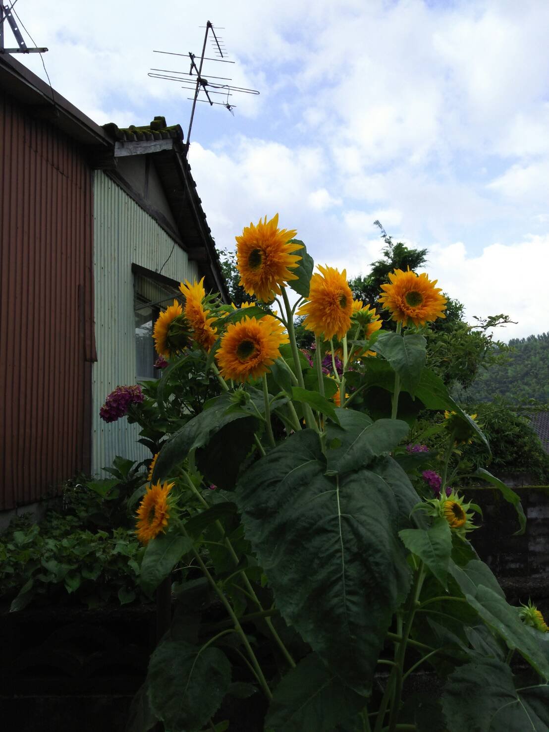 お早うございます！