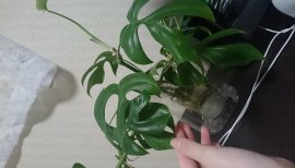 　あこちゃんの2017/12/3 (日) 08:03のブログ