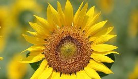 　あこちゃんの2017/8/24 (木) 08:27のブログ