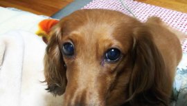 　あこちゃんの2017/6/19 (月) 19:46のブログ