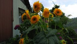 　あこちゃんの2017/7/11 (火) 08:25のブログ