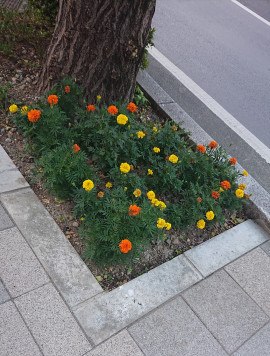 　あこちゃんの2019/6/25 (火) 11:38のブログ