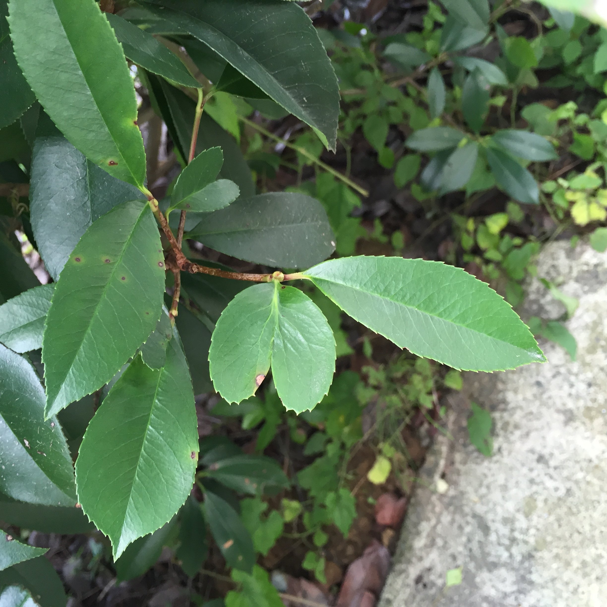 ハート見つけました！