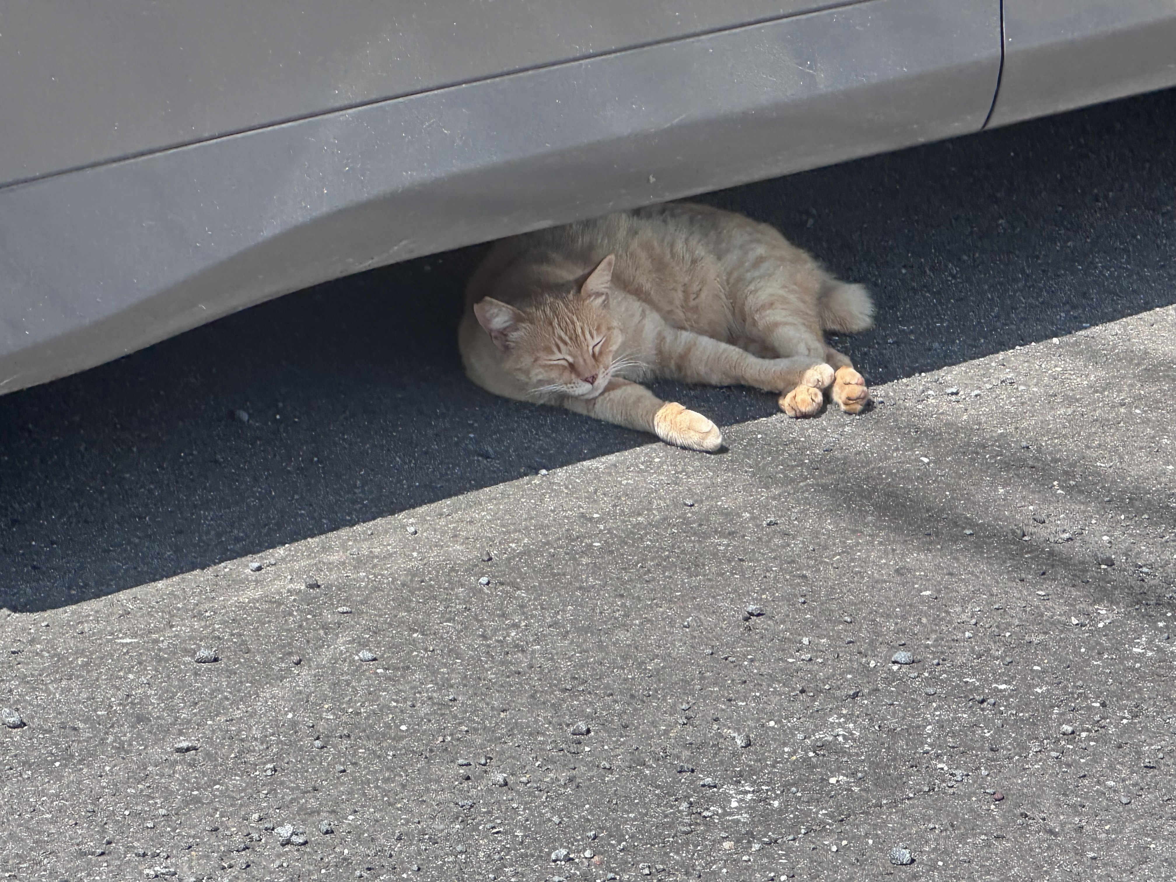 いつも見かけるヌコ