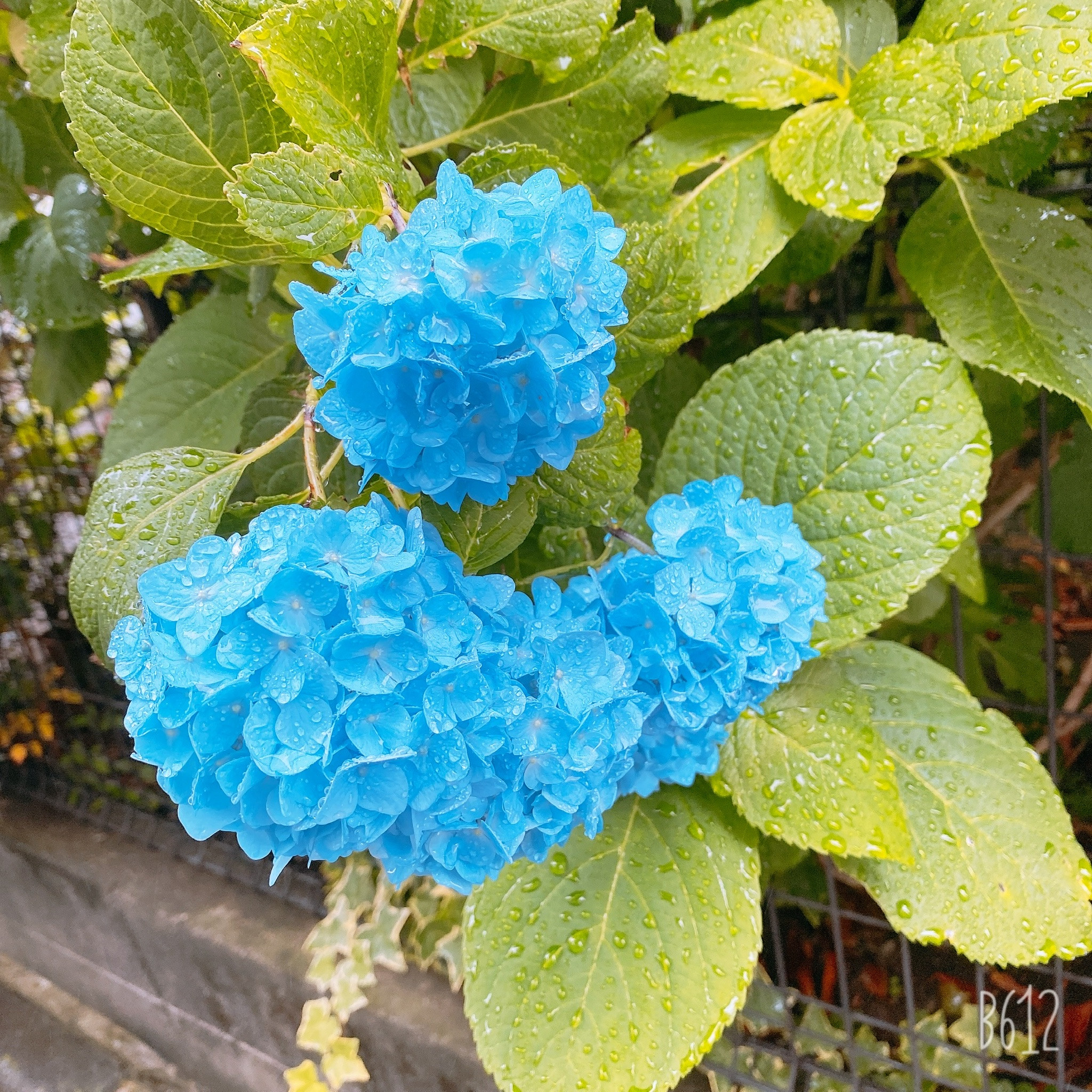 ＊お休みします…＊