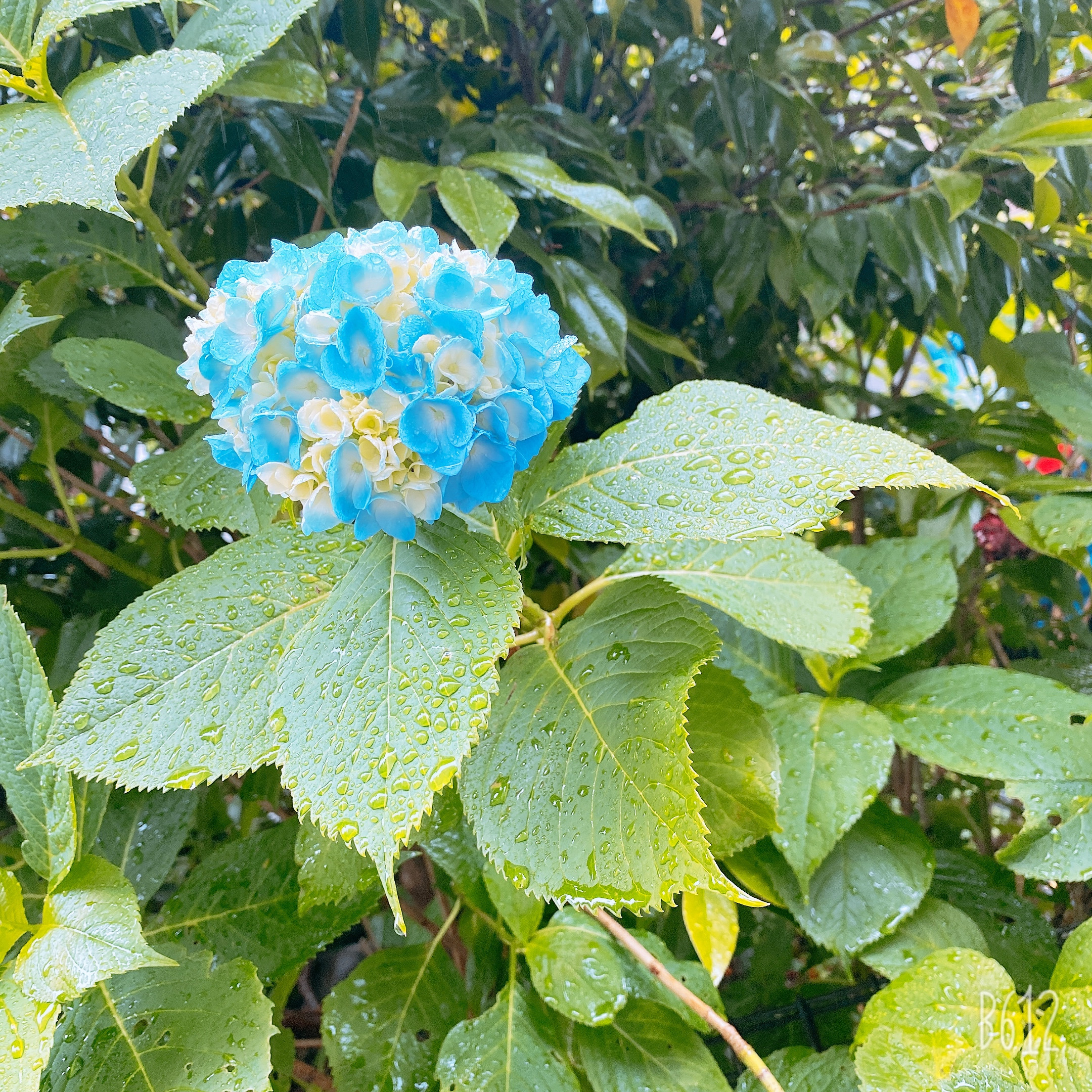 ＊今日から6月＊