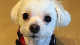 ☆みさ♡ちゃんの2017/1/22 (日) 08:23のブログ